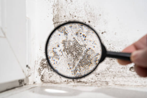 Mold Documentation for Insurance Claims in Edgeworth, PA